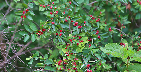 Wildlife & Nature  (79)