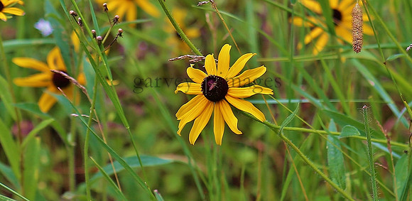 Wildlife & Nature  (80)