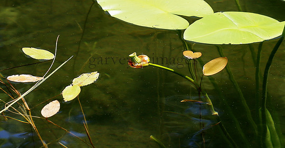 Wildlife & Nature  (85)