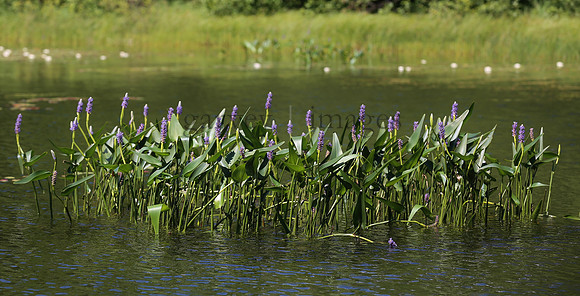 Wildlife & Nature  (84)
