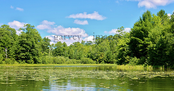 Wildlife & Nature  (81)