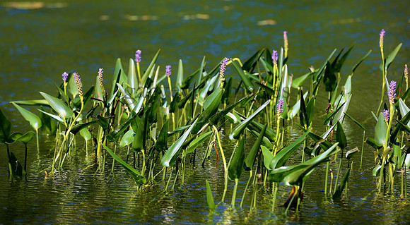 Wildlife & Nature  (82)