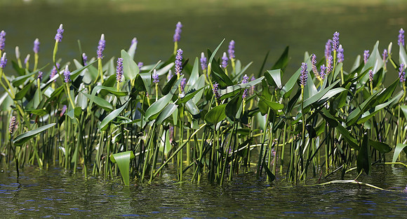 Wildlife & Nature  (83)