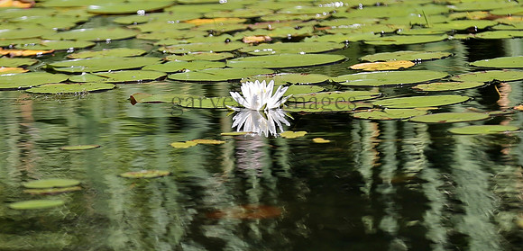 Wildlife & Nature  (86)