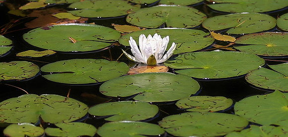 Wildlife & Nature  (87)