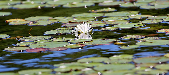 Wildlife & Nature  (91)