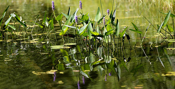 Wildlife & Nature  (88)
