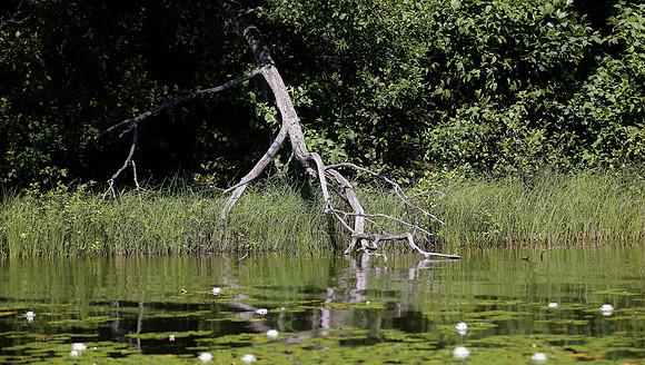 Wildlife & Nature  (90)
