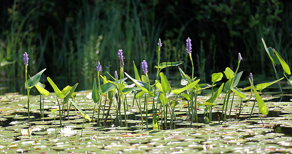 Wildlife & Nature  (93)