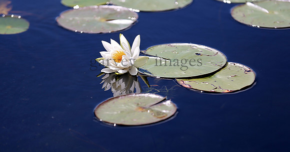 Wildlife & Nature  (95)