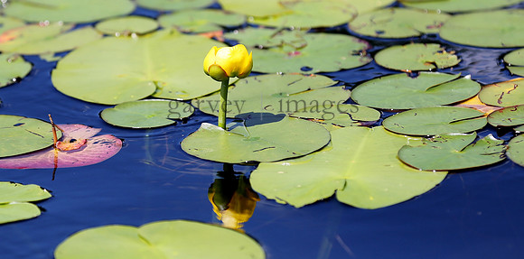 Wildlife & Nature  (96)
