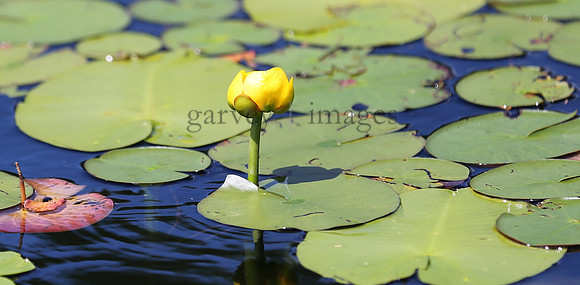 Wildlife & Nature  (97)