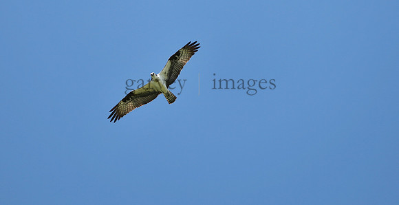 Wildlife & Nature  (99)