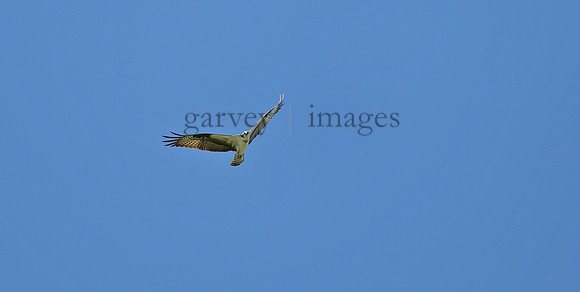 Wildlife & Nature  (98)