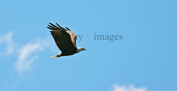Wildlife & Nature  (103)