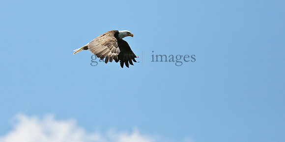 Wildlife & Nature  (104)