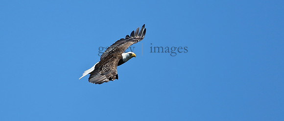 Wildlife & Nature  (106)