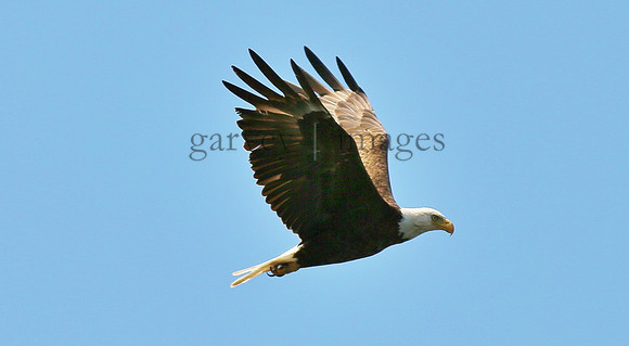 Wildlife & Nature  (105)