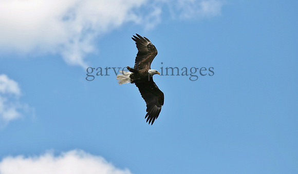Wildlife & Nature  (107)