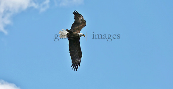 Wildlife & Nature  (108)