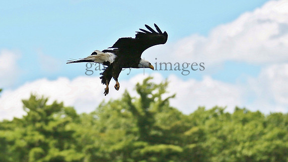 Wildlife & Nature  (109)
