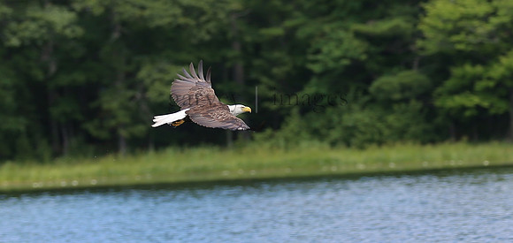 Wildlife & Nature  (112)