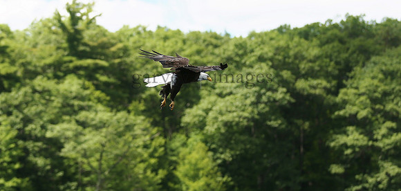 Wildlife & Nature  (110)