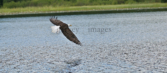 Wildlife & Nature  (111)