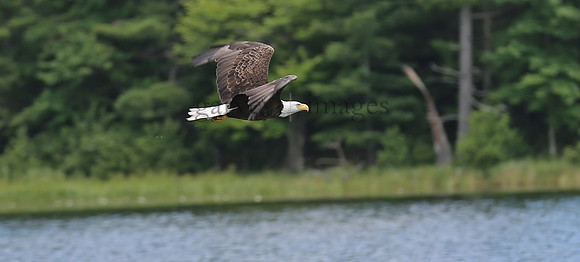 Wildlife & Nature  (113)