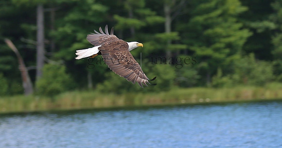 Wildlife & Nature  (114)