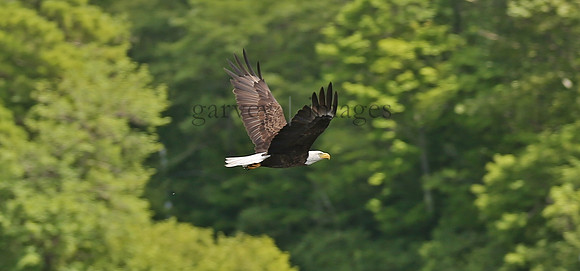 Wildlife & Nature  (115)