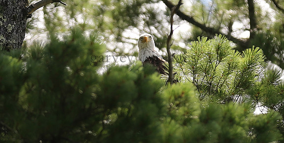 Wildlife & Nature  (119)