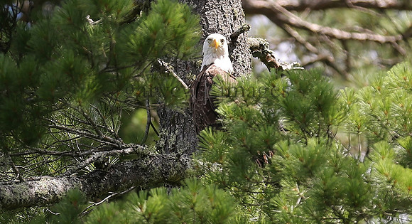 Wildlife & Nature  (118)