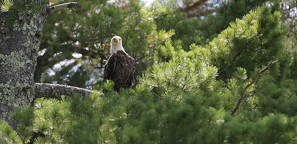 Wildlife & Nature  (120)