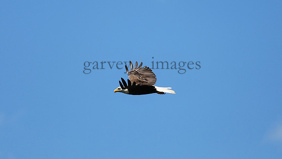 Wildlife & Nature  (121)