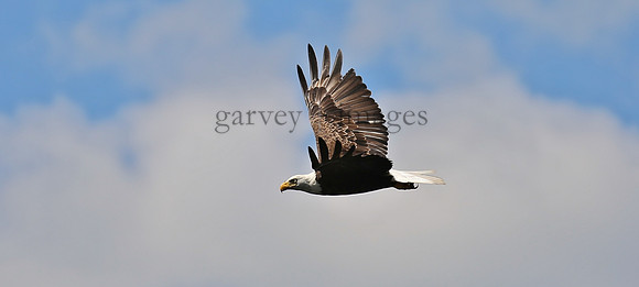 Wildlife & Nature  (122)