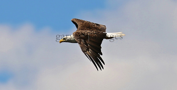 Wildlife & Nature  (123)