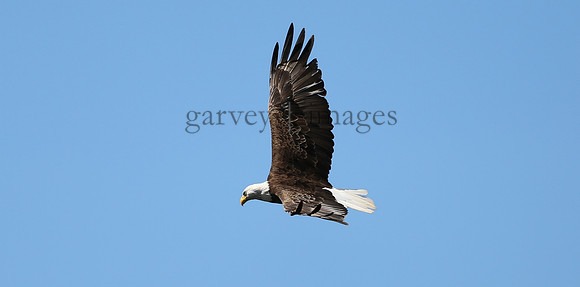 Wildlife & Nature  (125)