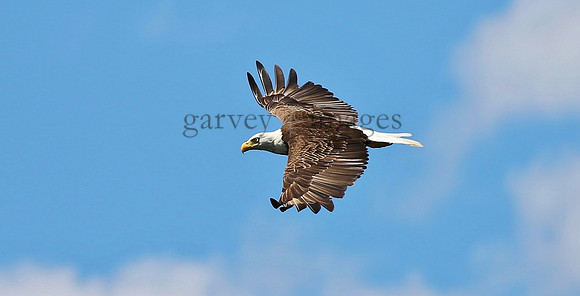 Wildlife & Nature  (124)