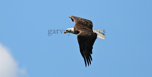 Wildlife & Nature  (126)