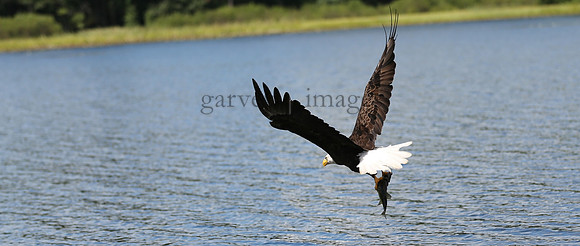 Wildlife & Nature  (129)