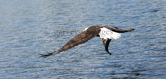 Wildlife & Nature  (128)