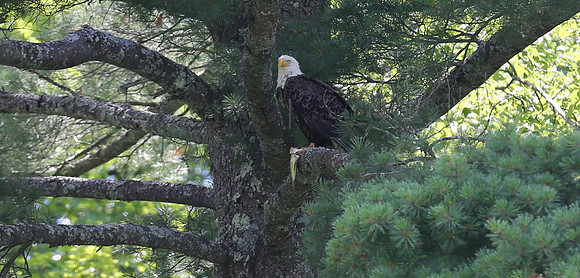 Wildlife & Nature  (131)