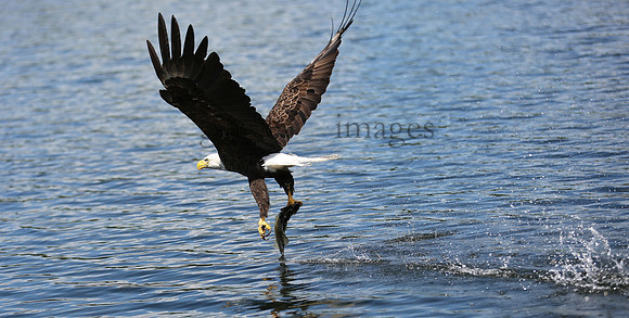Wildlife & Nature  (127)