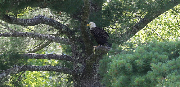 Wildlife & Nature  (130)