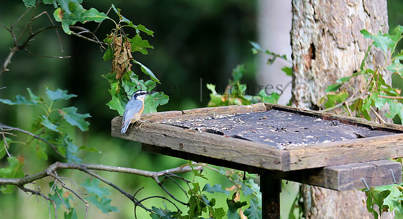 Wildlife & Nature  (132)