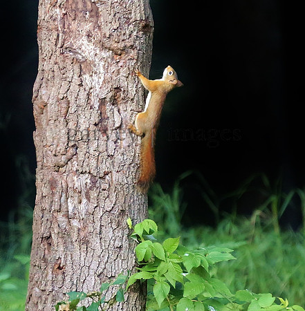 Wildlife & Nature  (133)