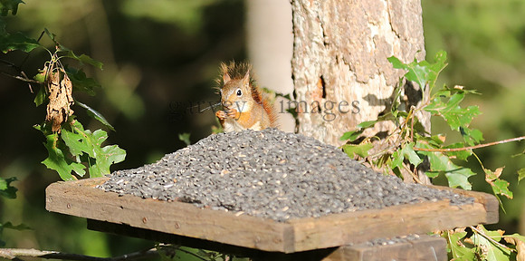 Wildlife & Nature  (134)