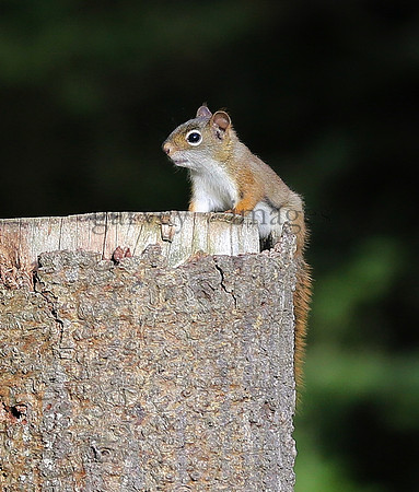 Wildlife & Nature  (135)