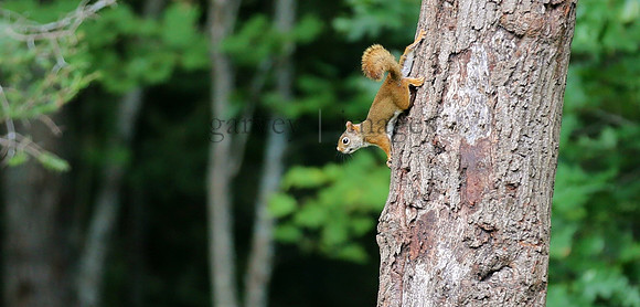 Wildlife & Nature  (136)
